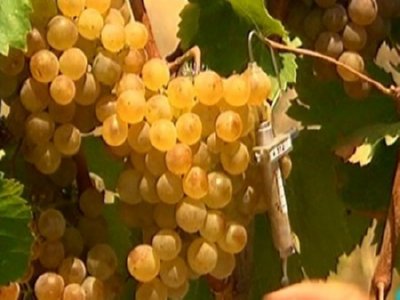 VINO- 41  MAQUINAS